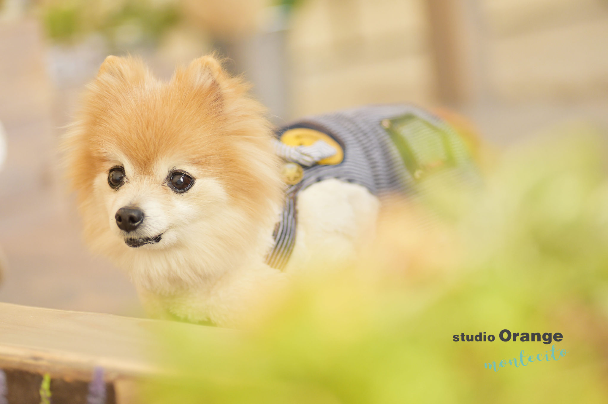 ペットフォトでワンちゃんが西宮市から！