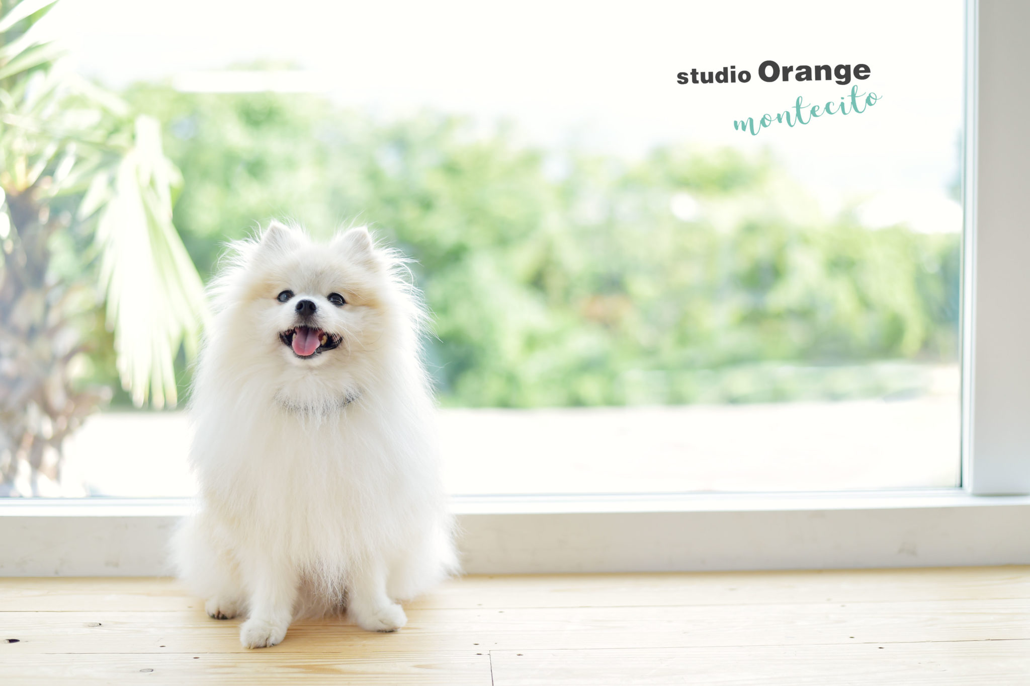 川西市からのペットフォトの犬ちゃんが繋いだ絆