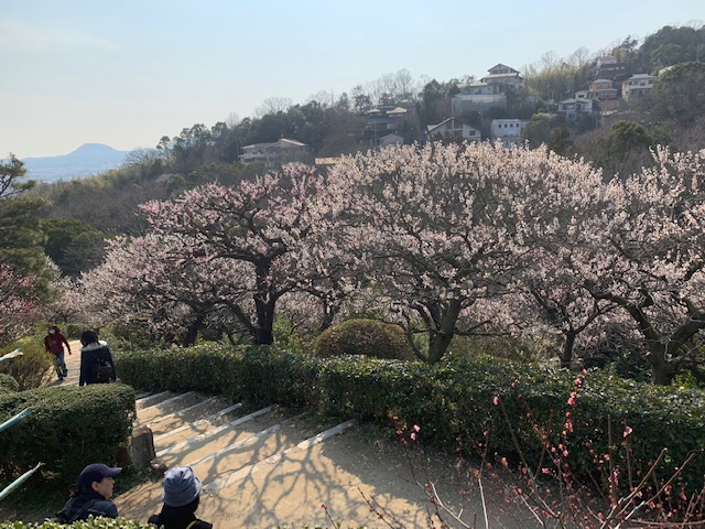中山寺に安産祈願・お宮参りへ行く方へ、梅林が見頃ですよという話