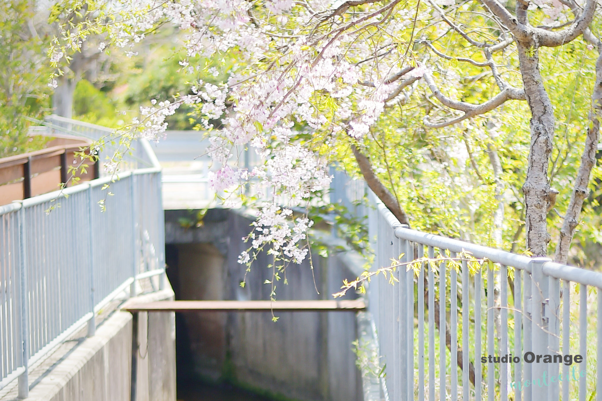 換気と川のせせらぎ、小さな桜の話