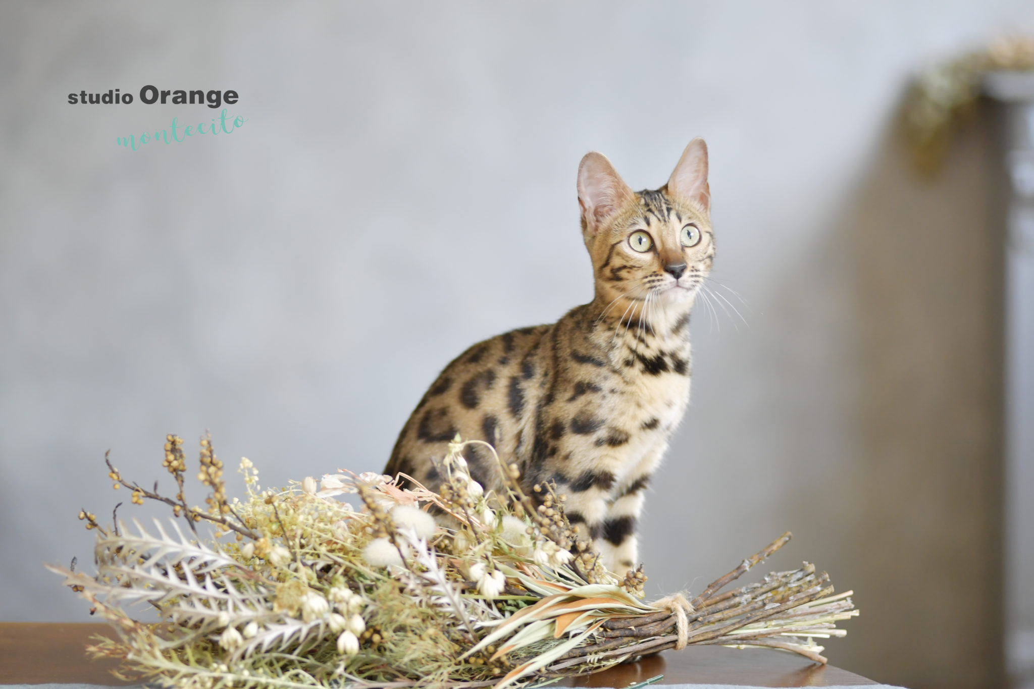 ４ヶ月の猫ちゃん、お外デビュー！