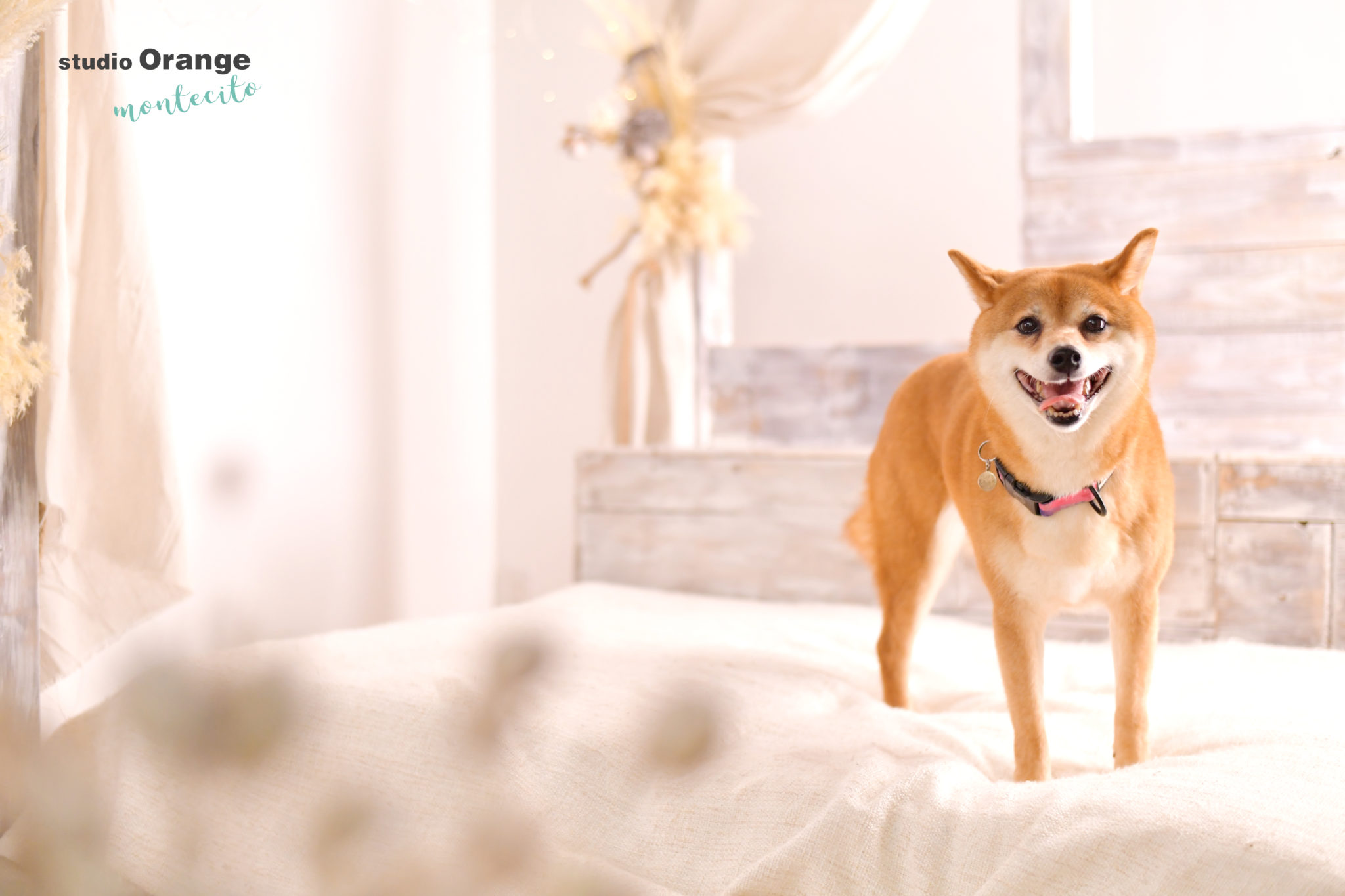 宝塚市より柴犬のペット撮影