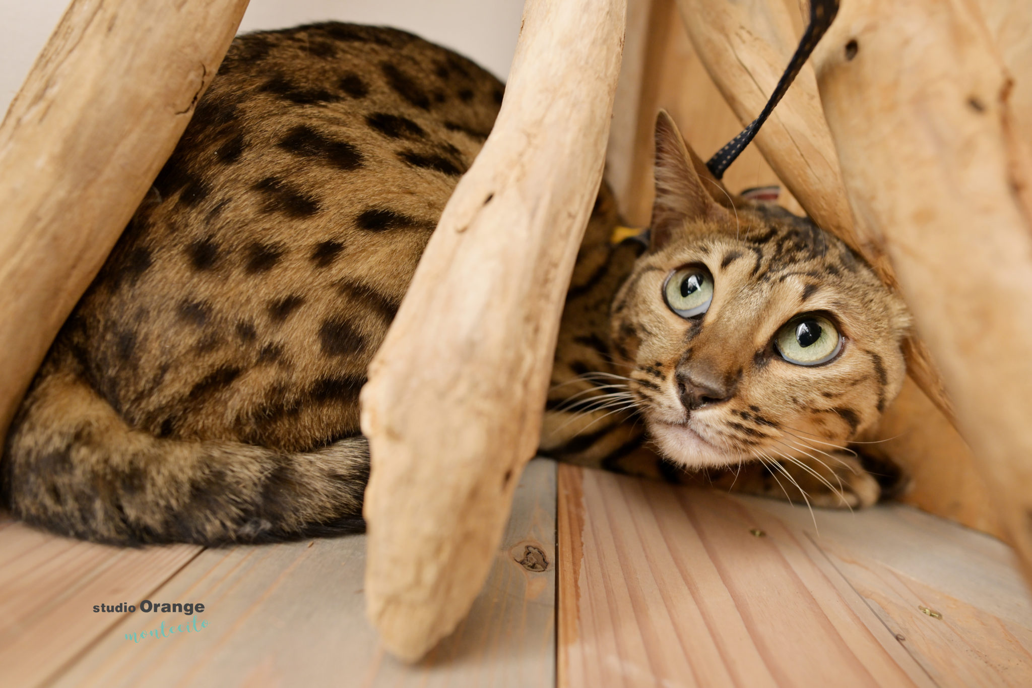 ワンちゃんだけじゃない、猫ちゃんも撮影できます！