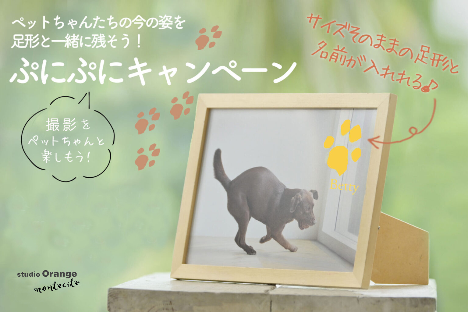今日は犬の日。今月はわんちゃんの写真を撮ろう◎