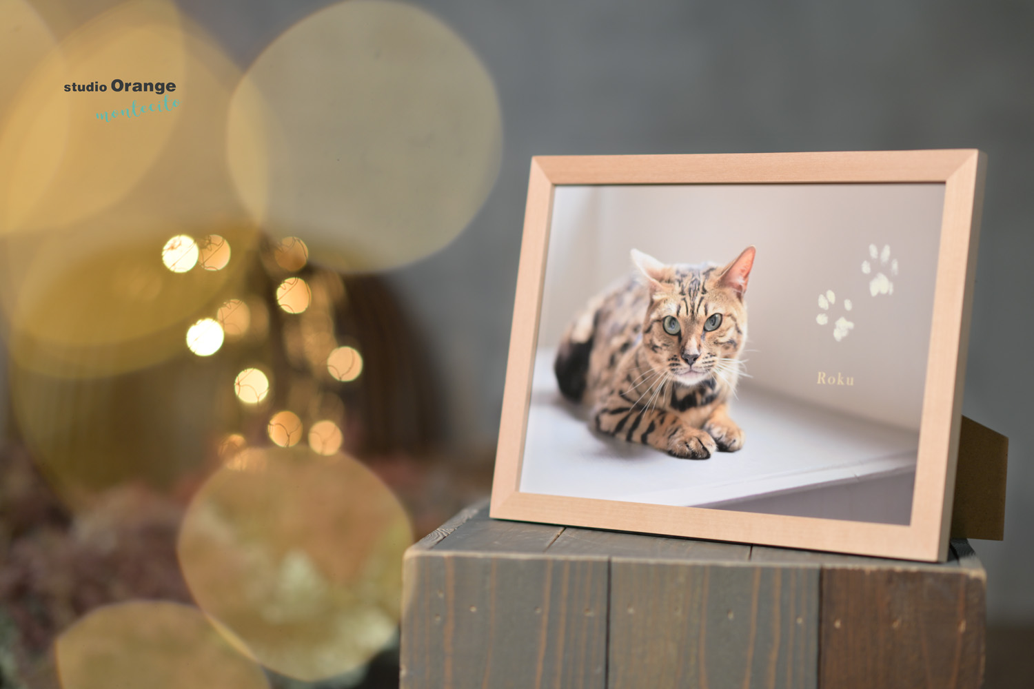 2月は猫ちゃんの撮影をしよう！！ペットと一緒に撮影してみませんか？