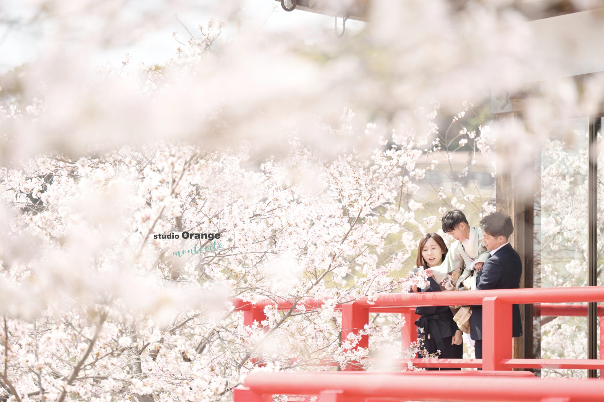 桜満開の中山寺で七五三ロケーション撮影
