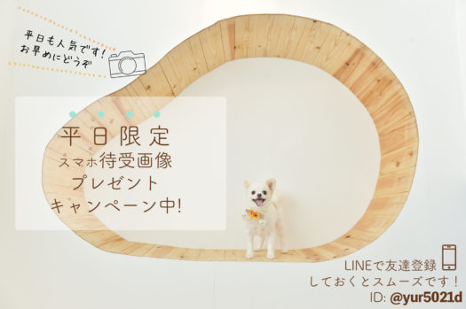 ペット　待ち受け　待受画像プレゼントキャンペーン