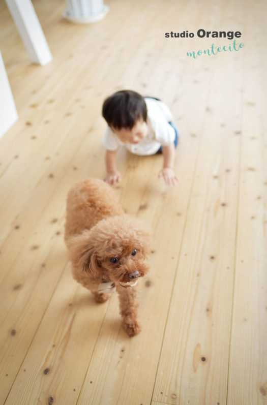 宝塚市　犬と撮れる