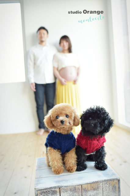 神戸市　マタニティフォト　犬と撮れる写真