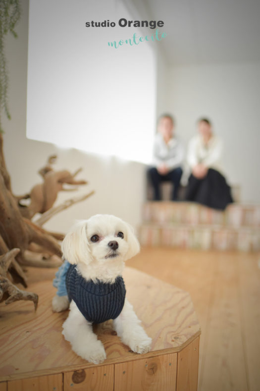 宝塚市　ペットフォト　犬写真撮影　マルチーズ