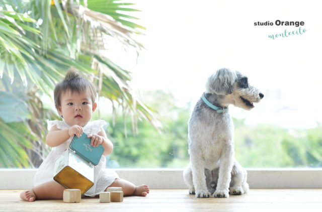 ペット　犬　赤ちゃん　ミニチュアシュナウザー