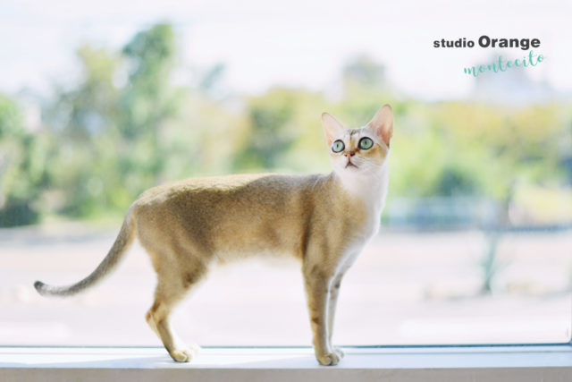 ペット　ペットフォト　猫　シンガプーラ　写真館　スタジオオレンジモンテシート