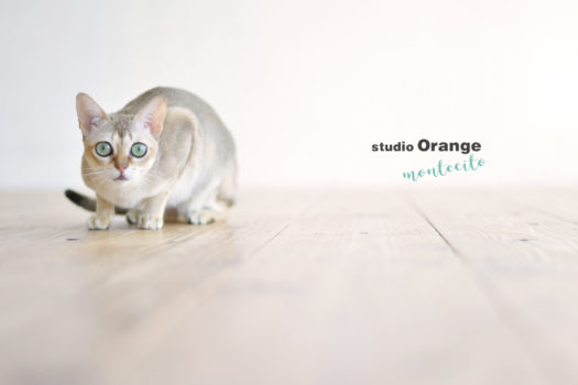 ペット　ペットフォト　猫　シンガプーラ　写真館　スタジオオレンジモンテシート