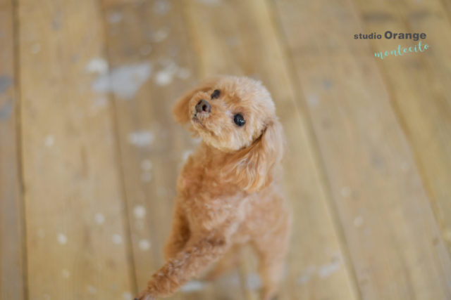 ペット　犬　トイプードル