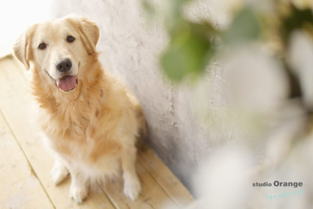 ペット　ラブラドール　レトリバー　犬　スタジオオレンジモンテシート