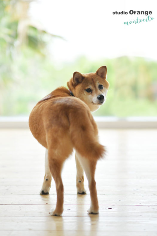 宝塚市　柴犬　ペットフォト