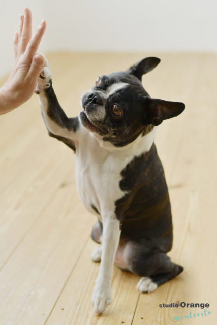 ブルドッグ　犬　ペット　スタジオオレンジモンテシート