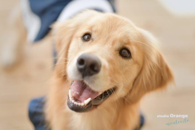 ペット　ゴールデンレトリバー　犬　スタジオオレンジモンテシート