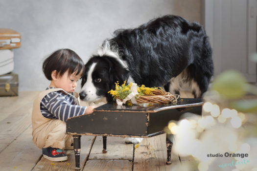 犬　バースデーフォト　誕生日　スタジオオレンジモンテシート