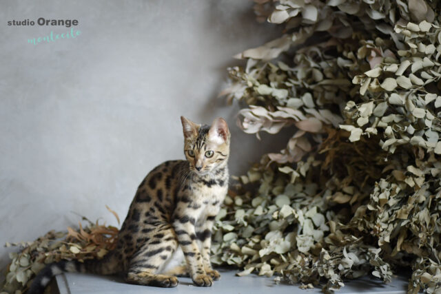 宝塚市　ペット撮影　猫　ベンガルキャット