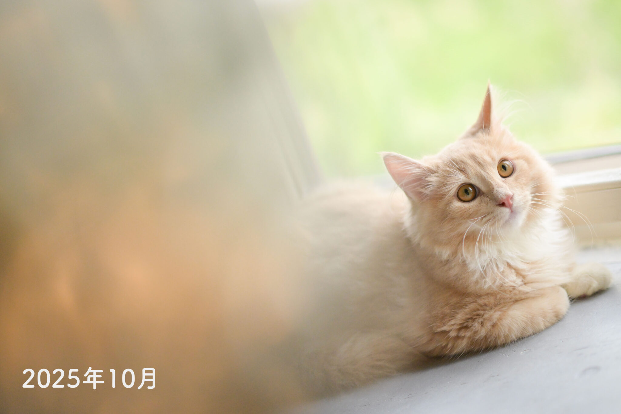 宝塚市ペット撮影