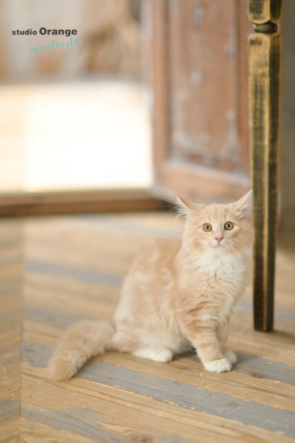 宝塚市　ペット撮影　猫　ノルウェージャンフォレストキャット