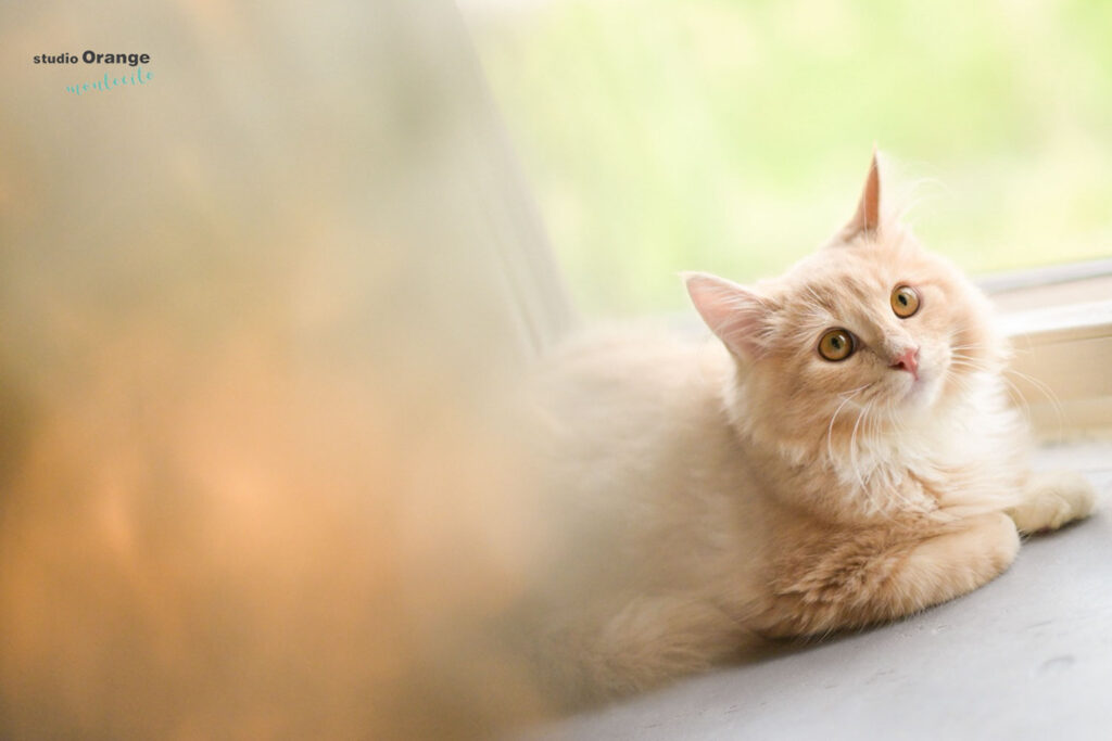 猫ちゃんの性格に合わせたペット撮影。安心して残せる我が子の写真