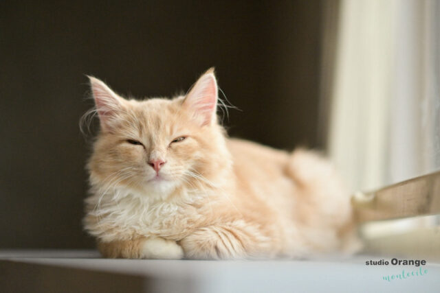 宝塚市　ペット撮影　猫　ノルウェージャンフォレストキャット