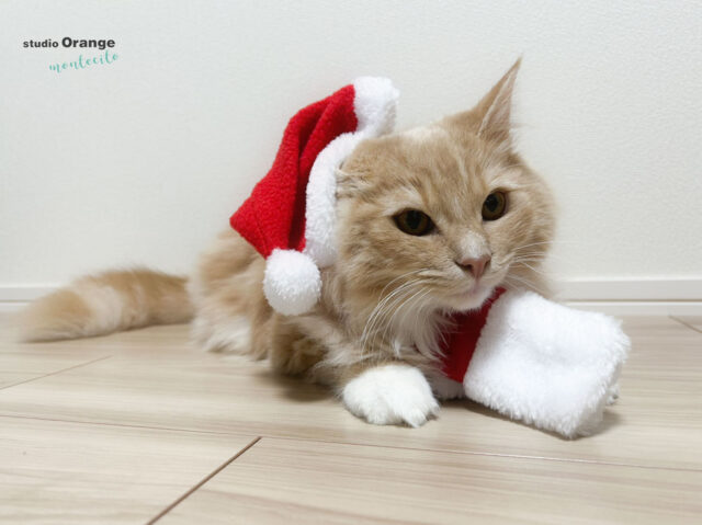 宝塚市ペット撮影猫