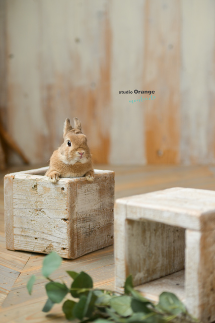 ウサギのペット撮影